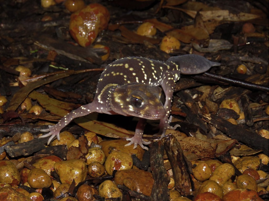 Boyagin Nature Reserve