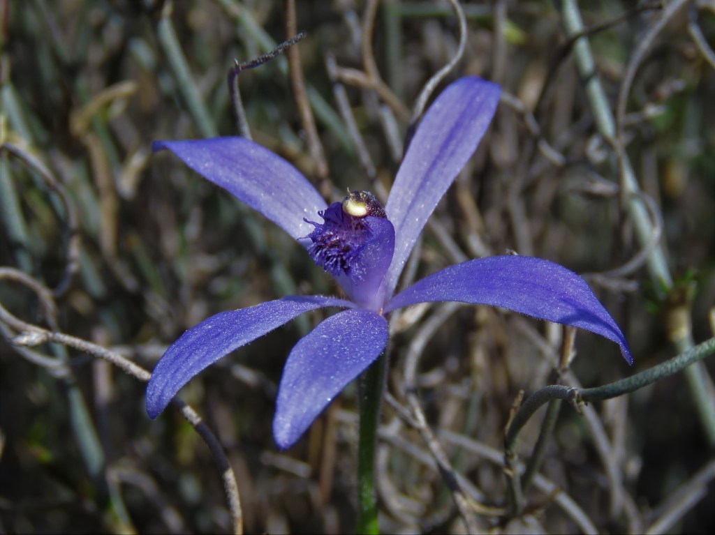 Tutanning Wildflowers - Orchids