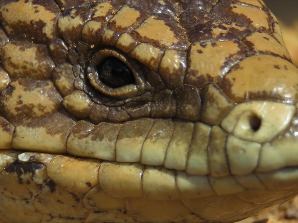 Boyagin Nature Reserve