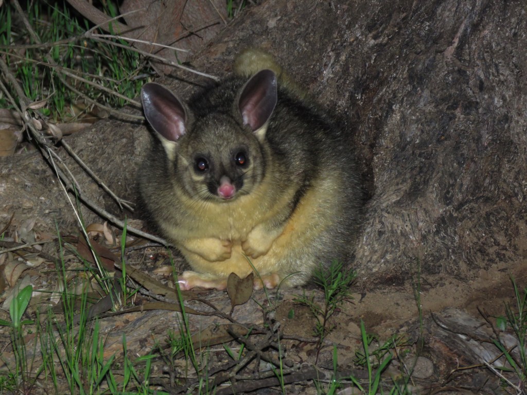 Dryandra Woodland Wildlife - Possum - Mammals