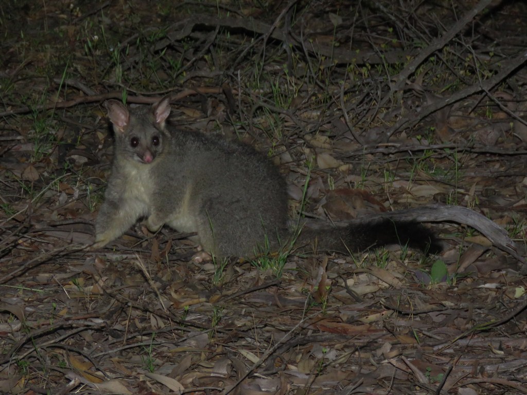 Possum - Wildlife - Dryandra Woodland - Mammals