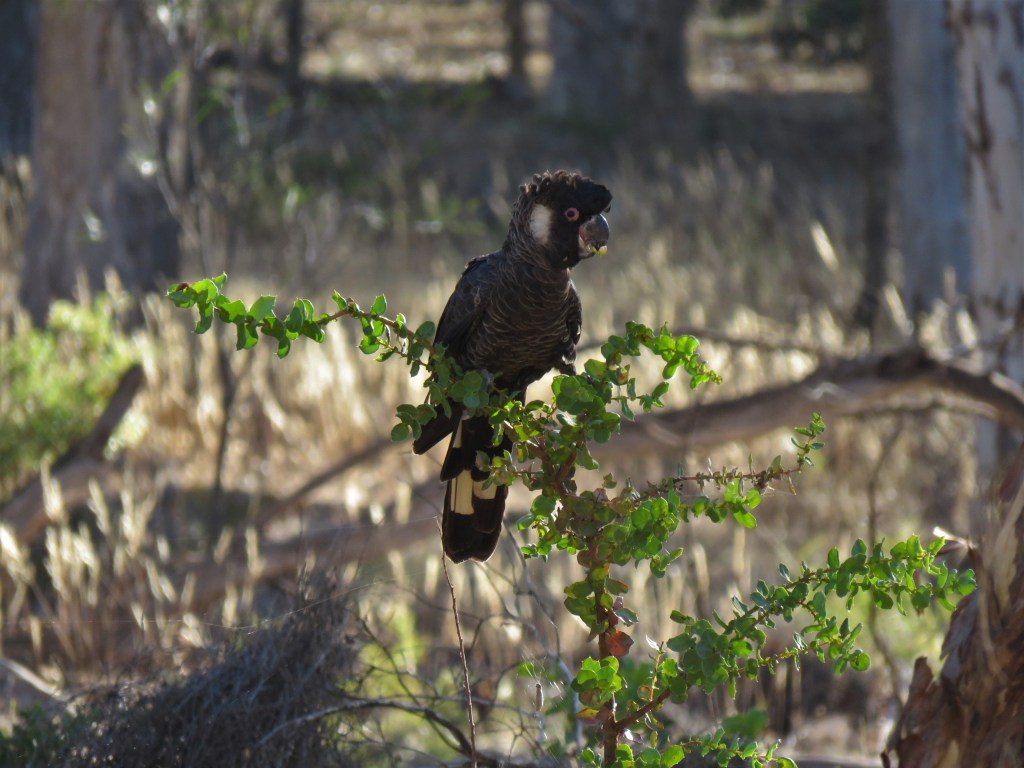 Boyagin Nature Reserve
