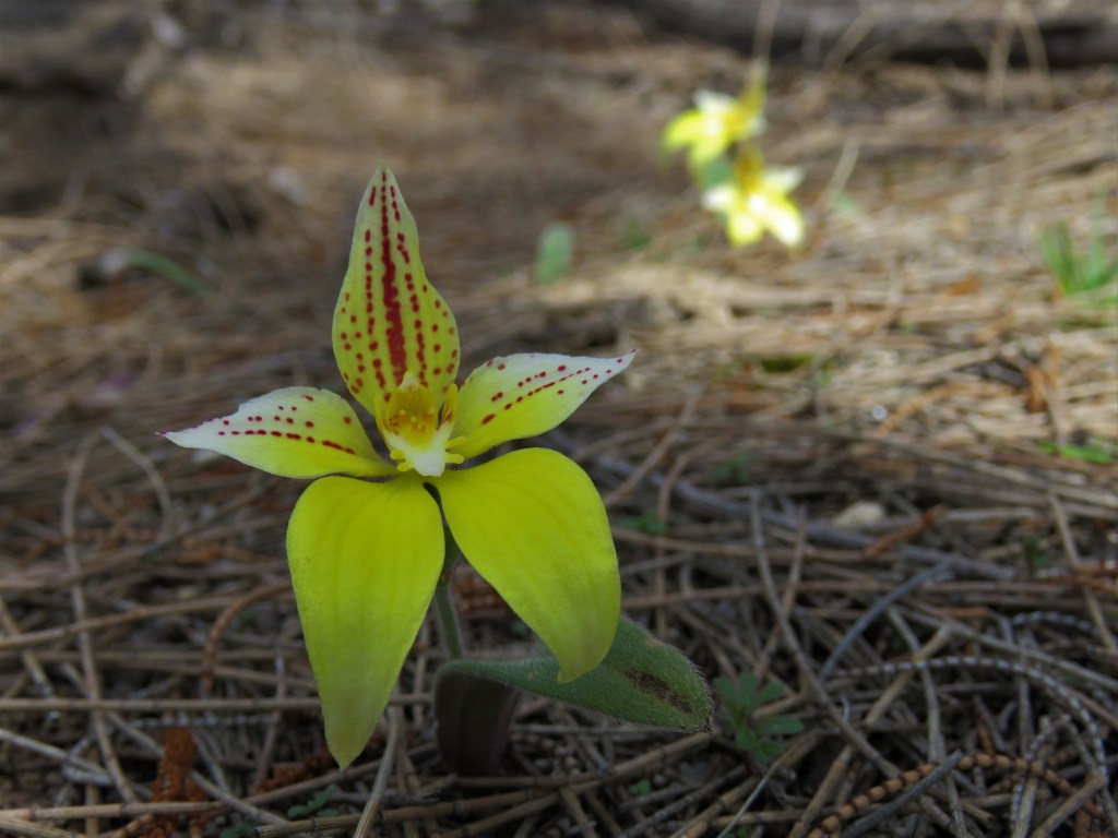 Tutanning Nature Reserve - Orchid - Wildflowers