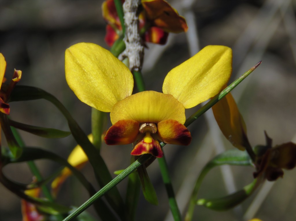 Boyagin Nature Reserve