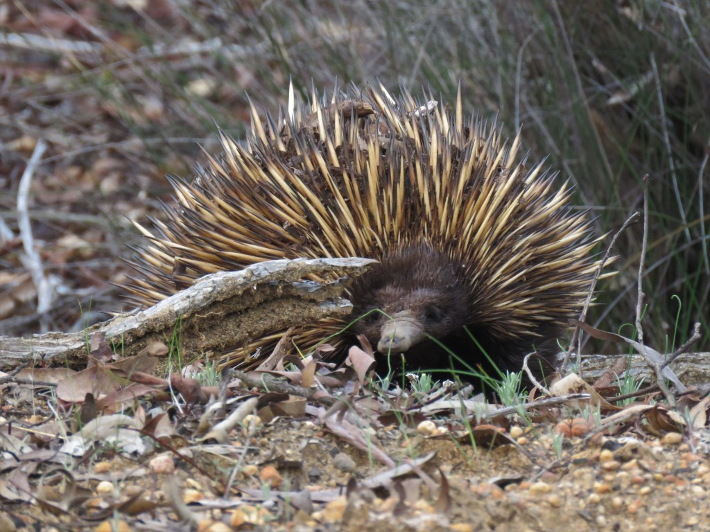 Boyagin Nature Reserve