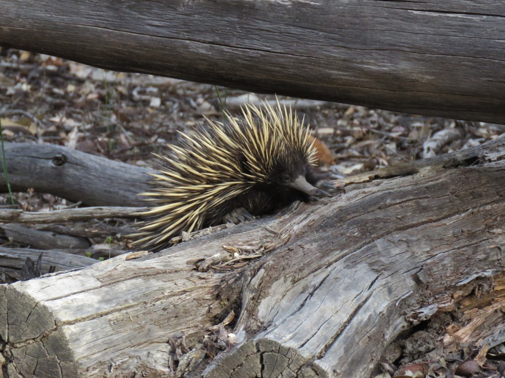 Boyagin Nature Reserve