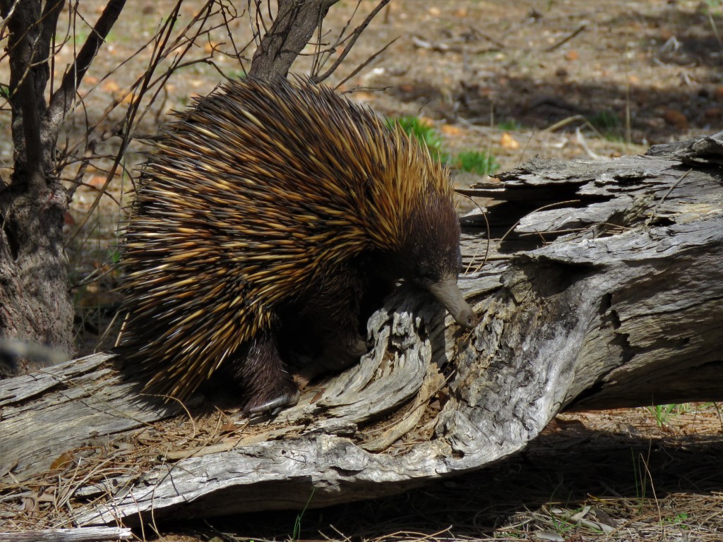 Boyagin Nature Reserve
