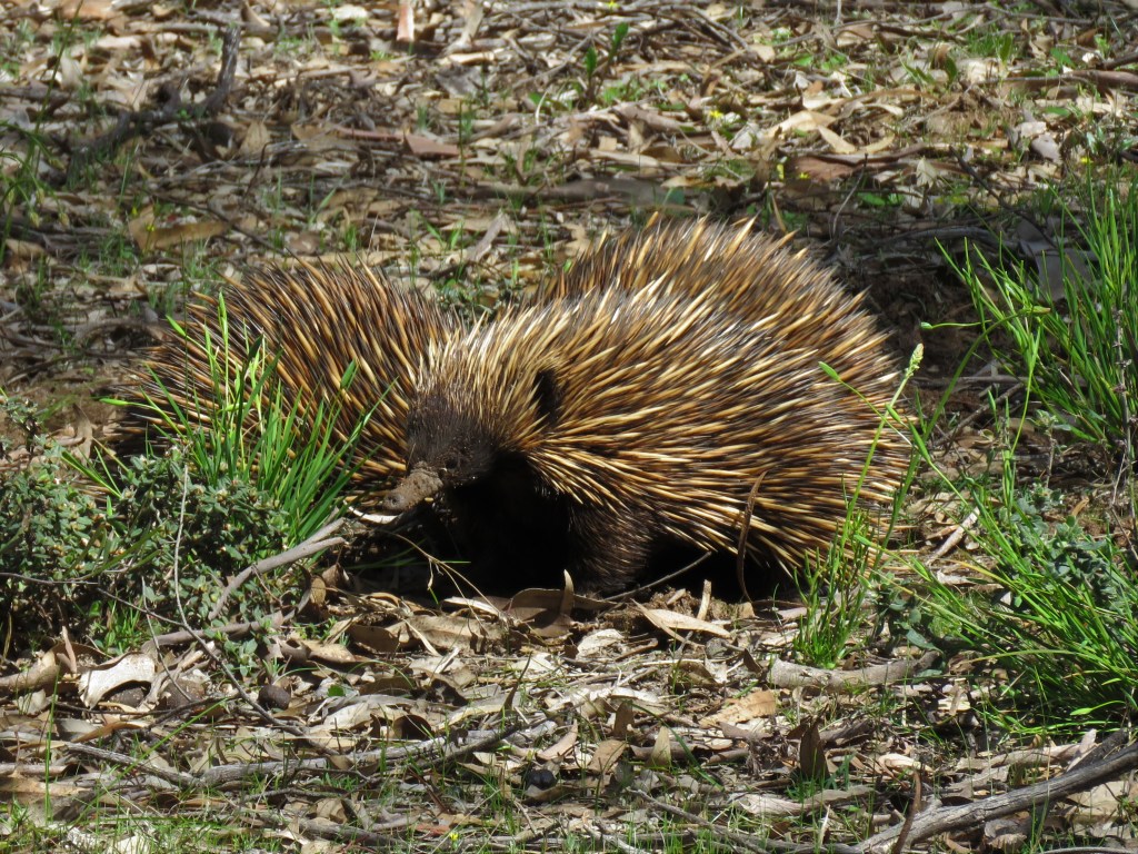 Boyagin Nature Reserve