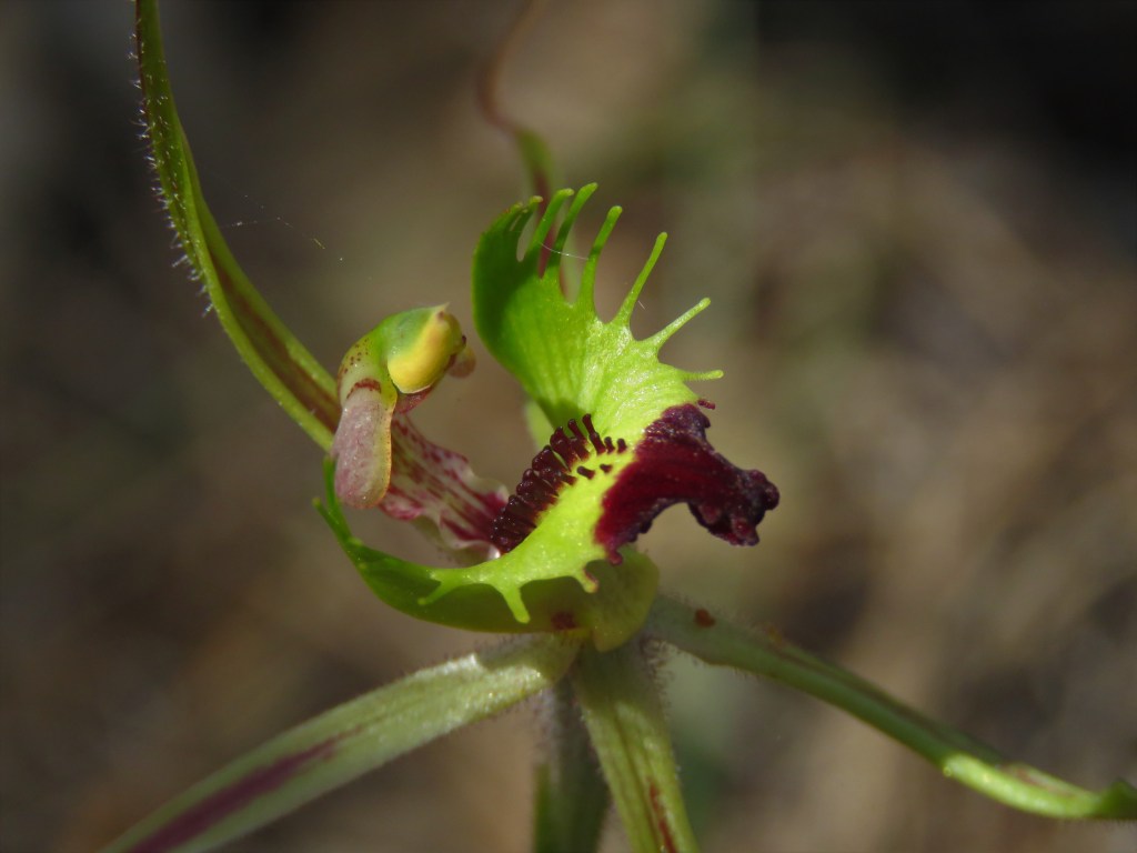 Boyagin Nature Reserve