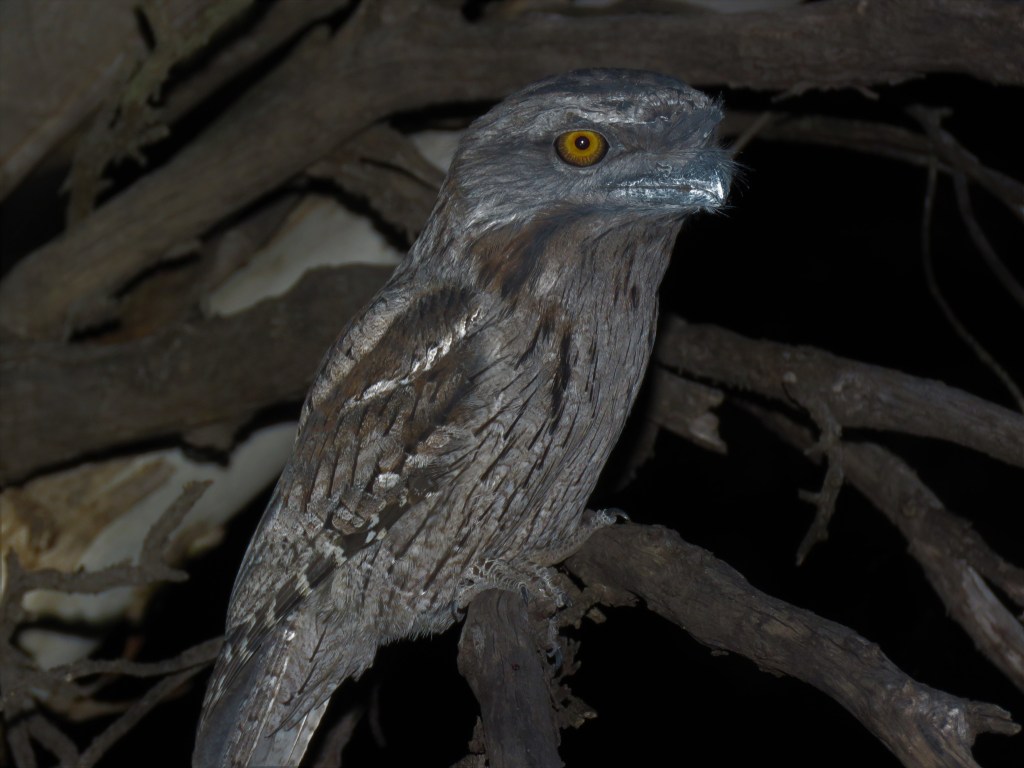 Boyagin Nature Reserve