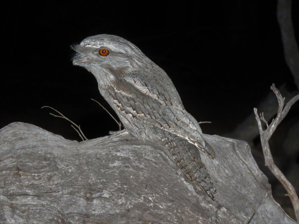 Wildlife - Dryandra Woodland - Birds - Frogmouth