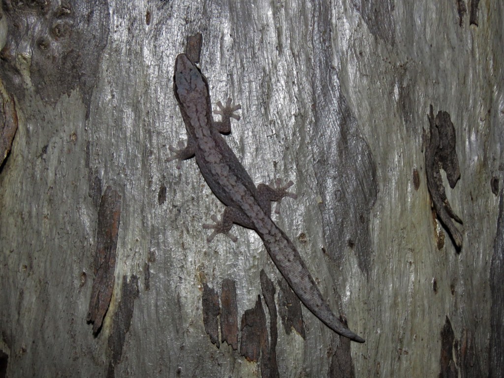 Boyagin Nature Reserve