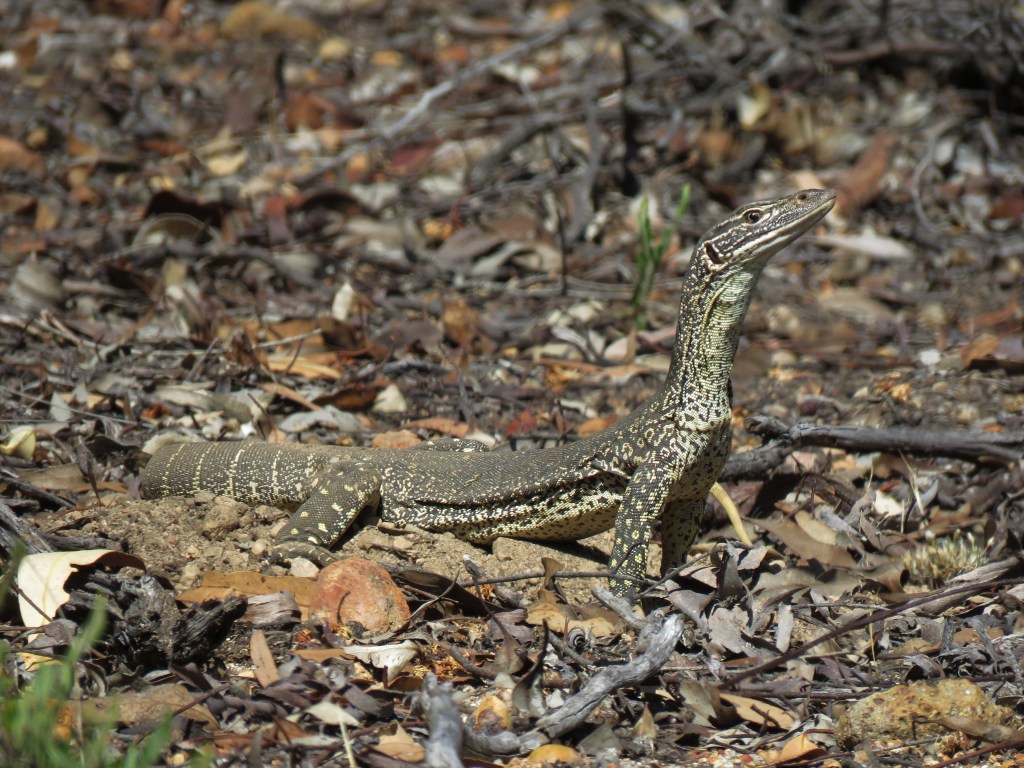 Boyagin Nature Reserve