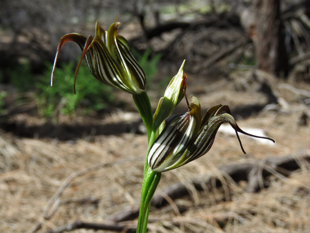 Orchid - West Australian Wildflowers - Tutanning Nature Reserve