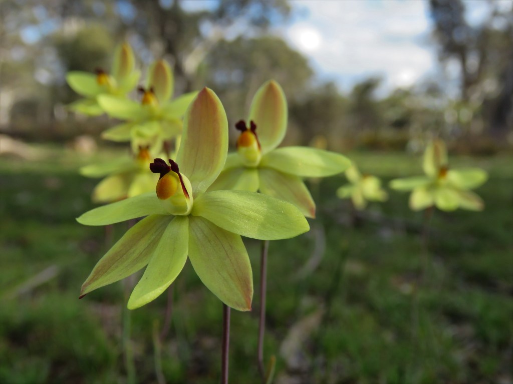 Orchids - Dryandra Woodland - Wildflowers
