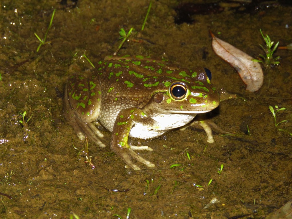 Boyagin Nature Reserve