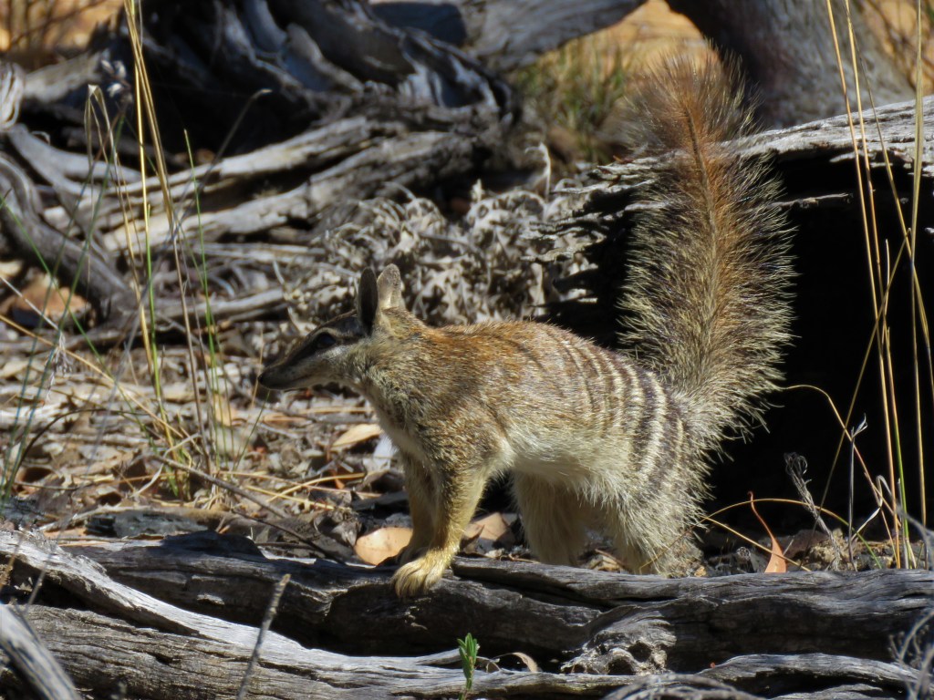 Boyagin Nature Reserve