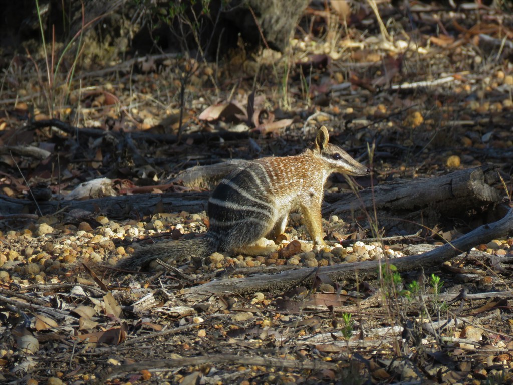 Boyagin Nature Reserve