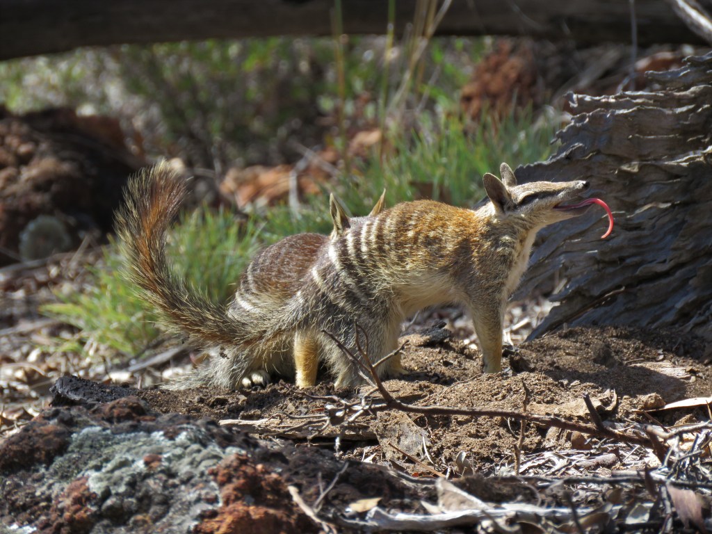 Boyagin Nature Reserve