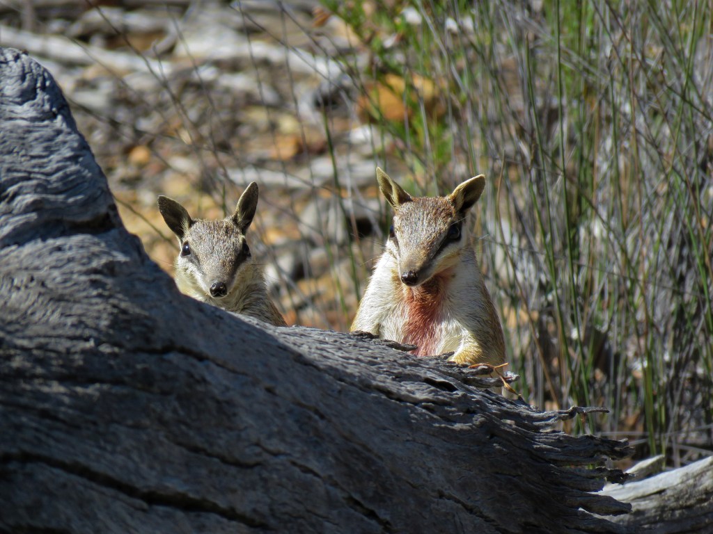 Boyagin Nature Reserve