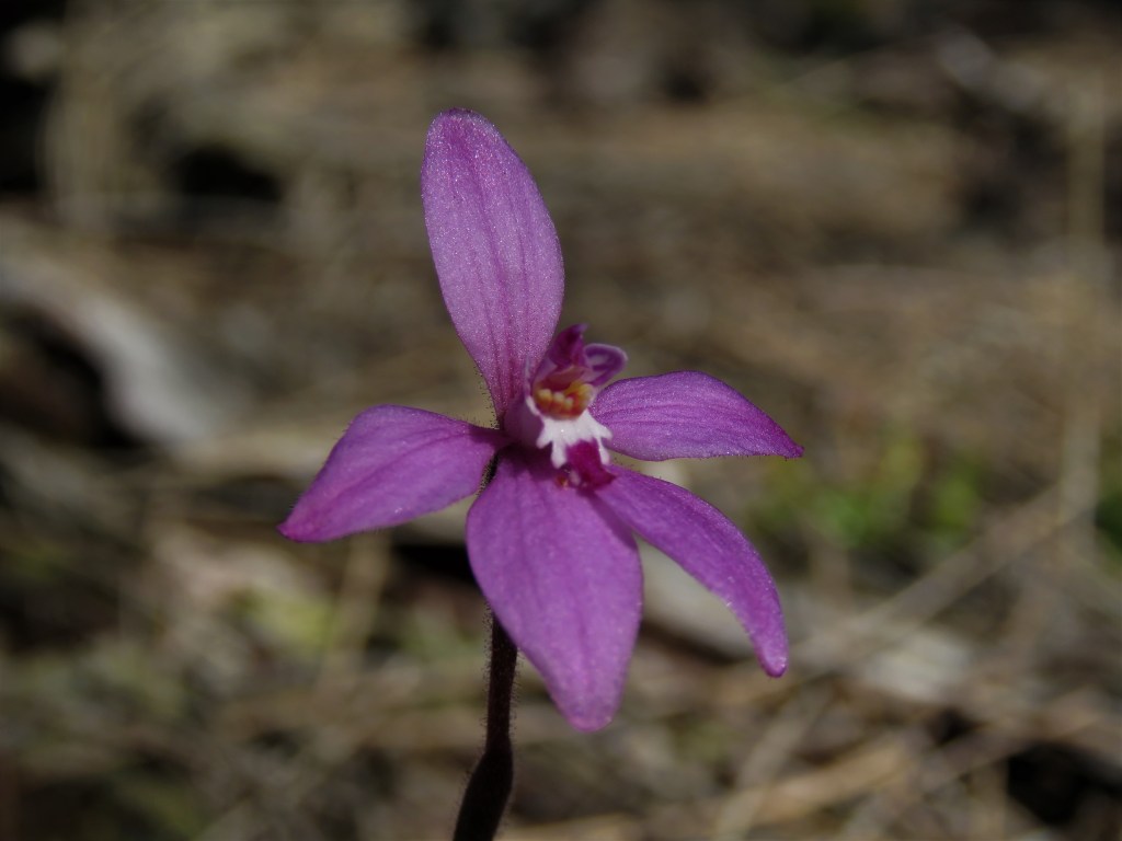 Orchid - Wildflowers - Tutanning Nature Reserve