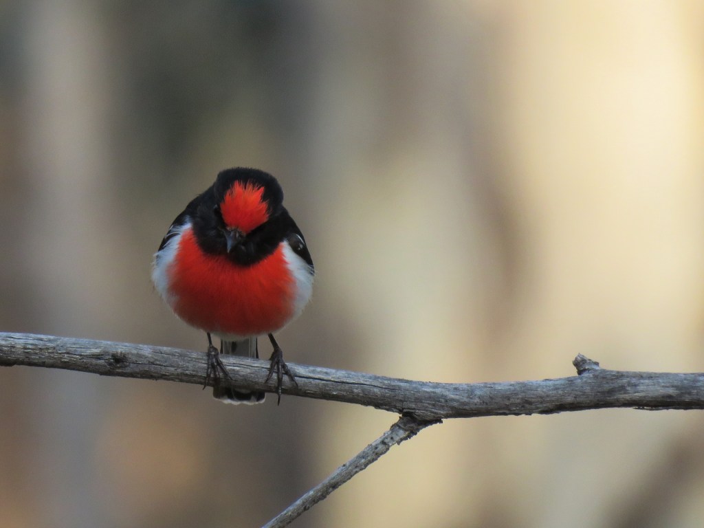 Boyagin Nature Reserve