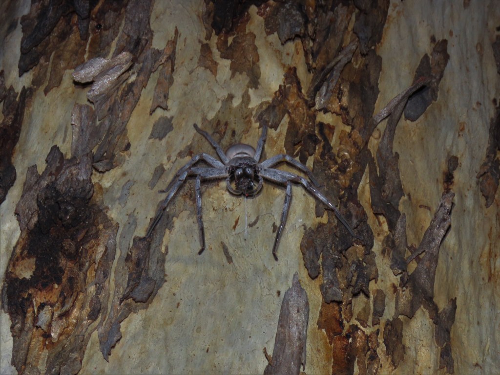 Boyagin Nature Reserve