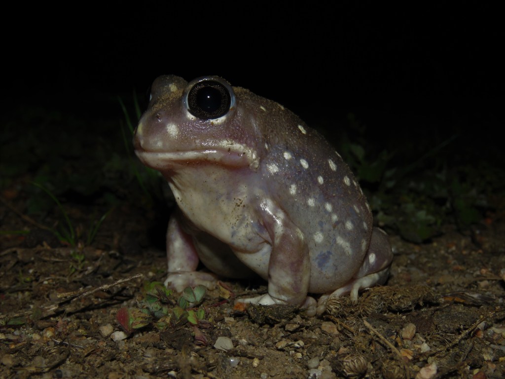 Wildlife - Tutanning Nature Reserve- Frog - Heleioporous