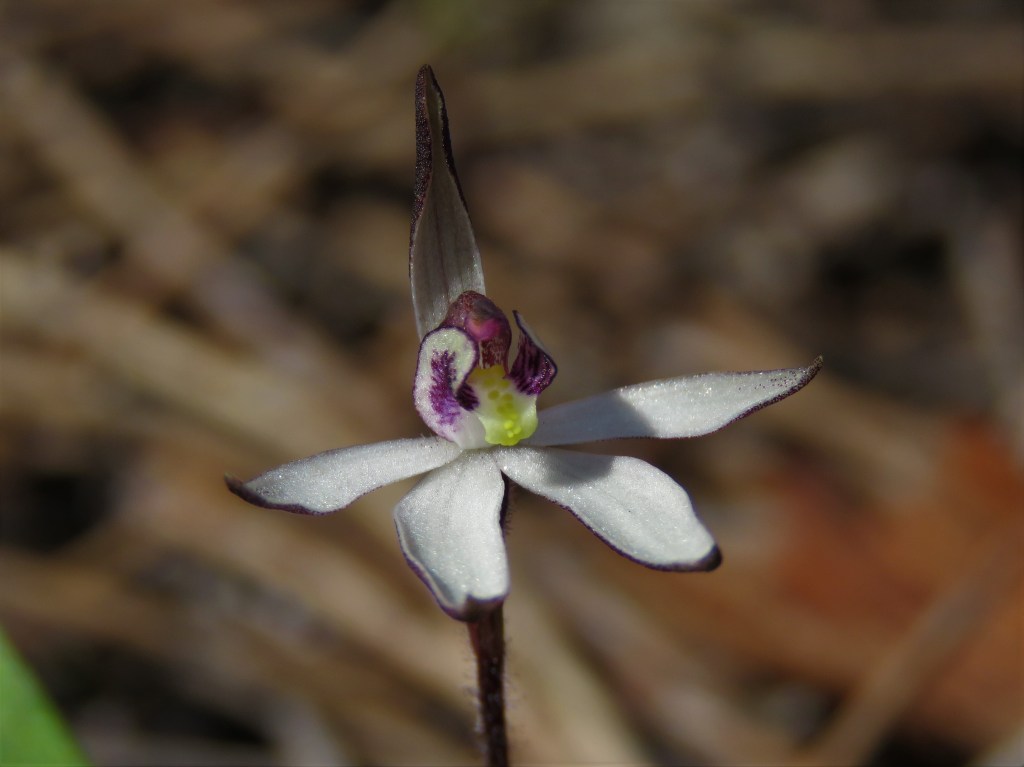 Tutanning Nature Reserve - Orchid - Wildflowers