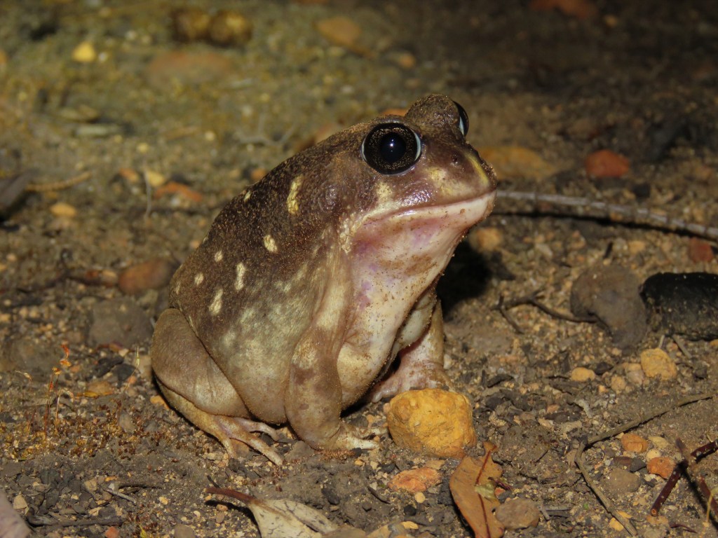 Boyagin Nature Reserve