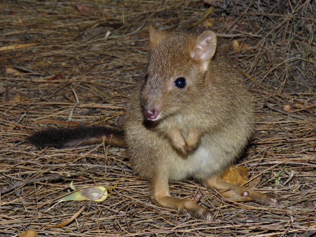Boyagin Nature Reserve