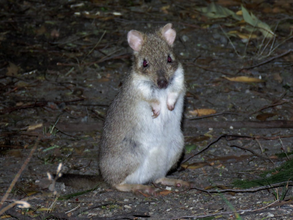 Quolls and other Wildlife of Tasmania