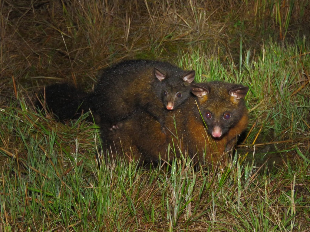 Tasmanian Wildlife