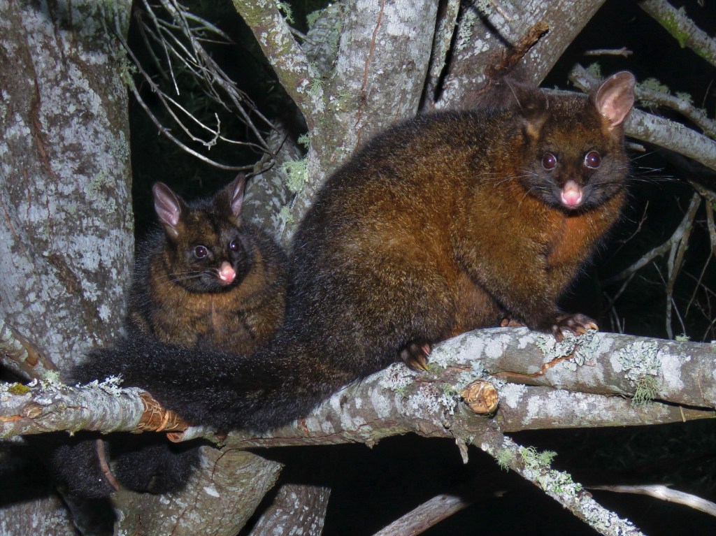Quolls and other Wildlife of Tasmania
