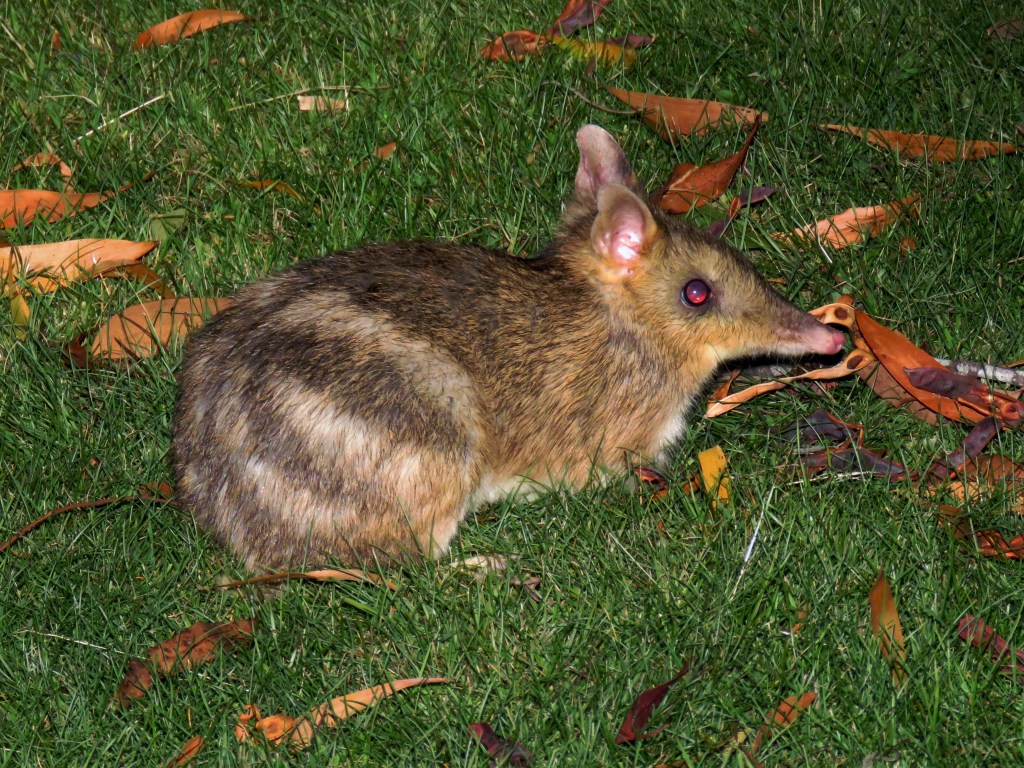 Quolls and other Wildlife of Tasmania