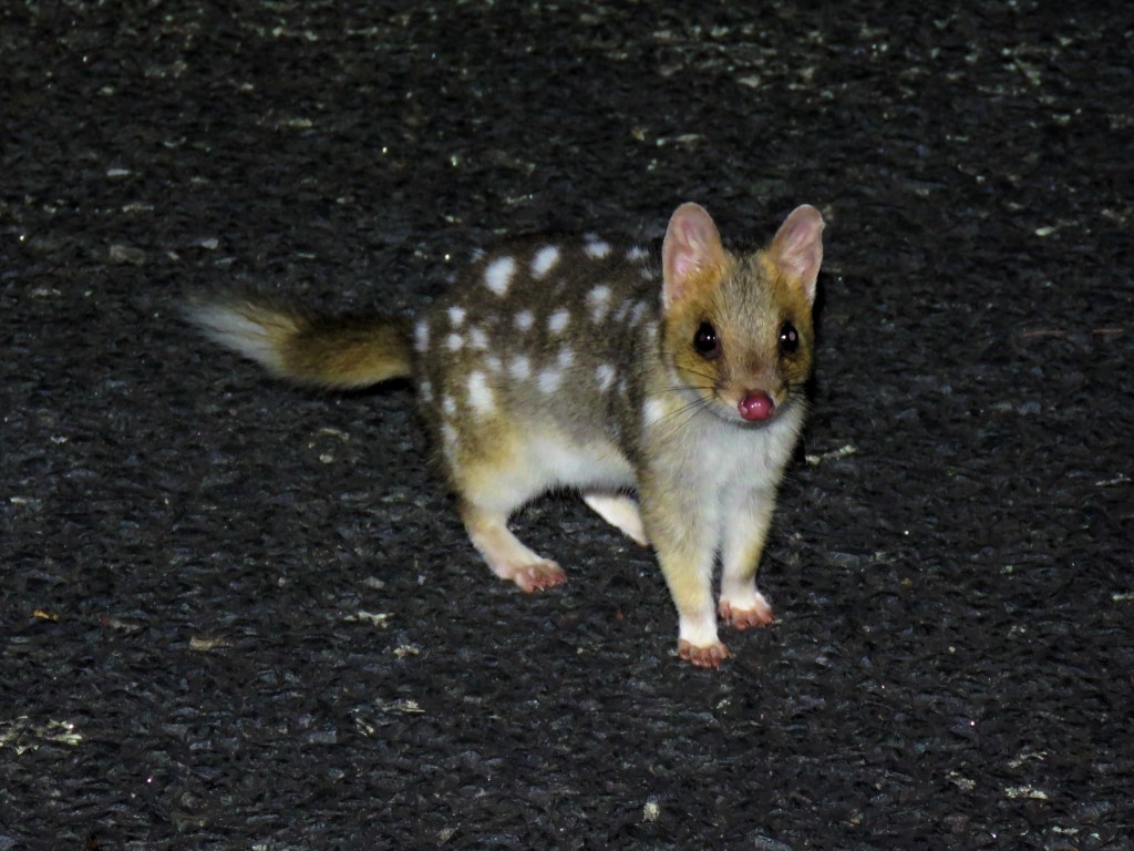 Quolls and other Wildlife of Tasmania