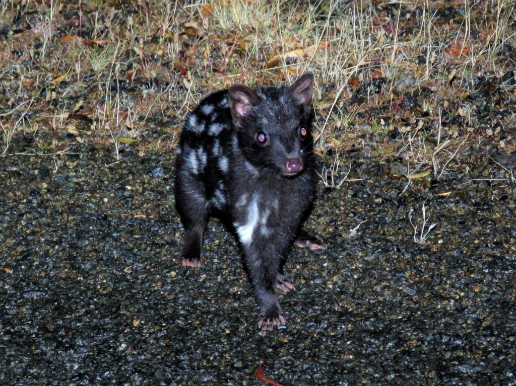 Quolls and other Wildlife of Tasmania