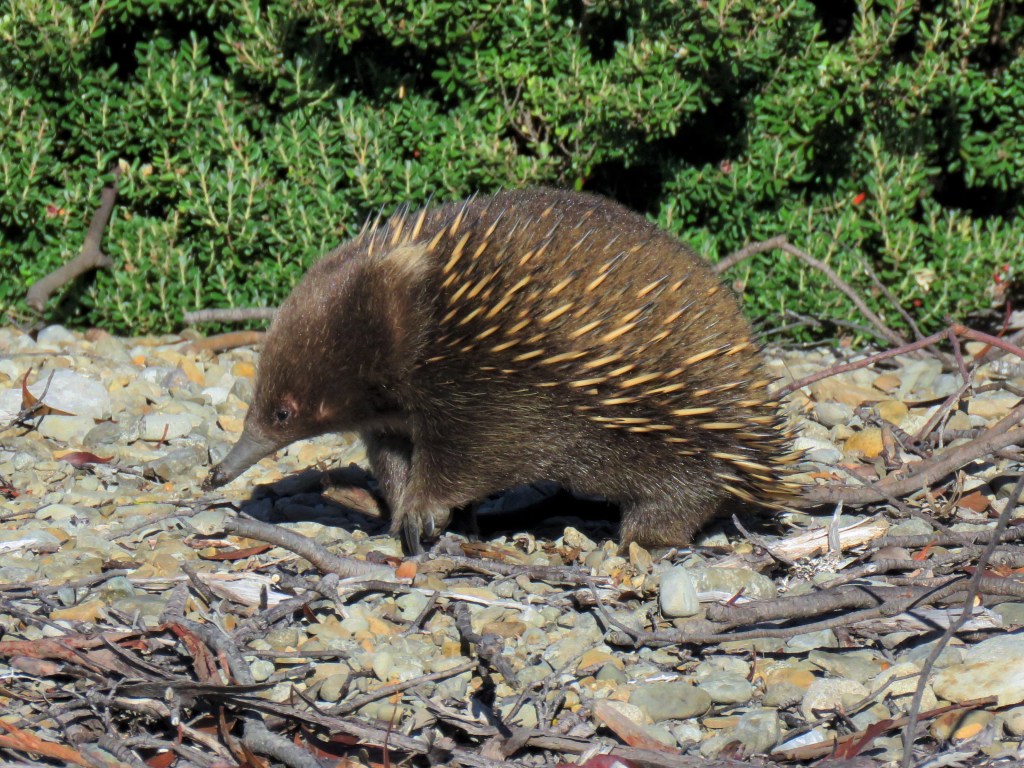 Quolls and other Wildlife of Tasmania