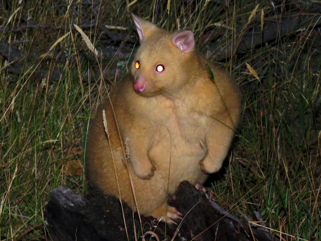 Quolls and other Wildlife of Tasmania