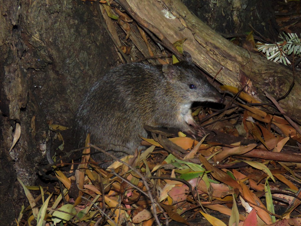 Quolls and other Wildlife of Tasmania