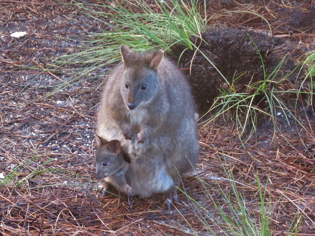 Tasmanian Wildlife