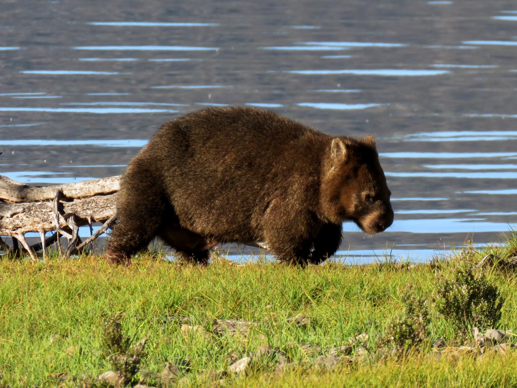 Quolls and other Wildlife of Tasmania