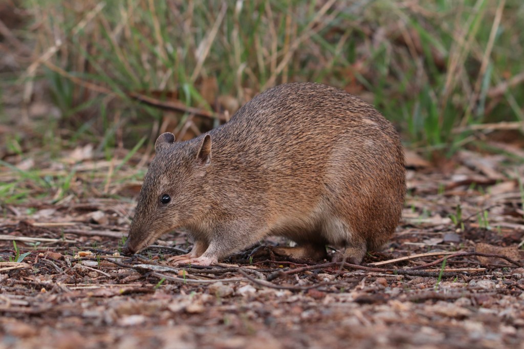 Perth Bandicoots at Lesmurdie Falls