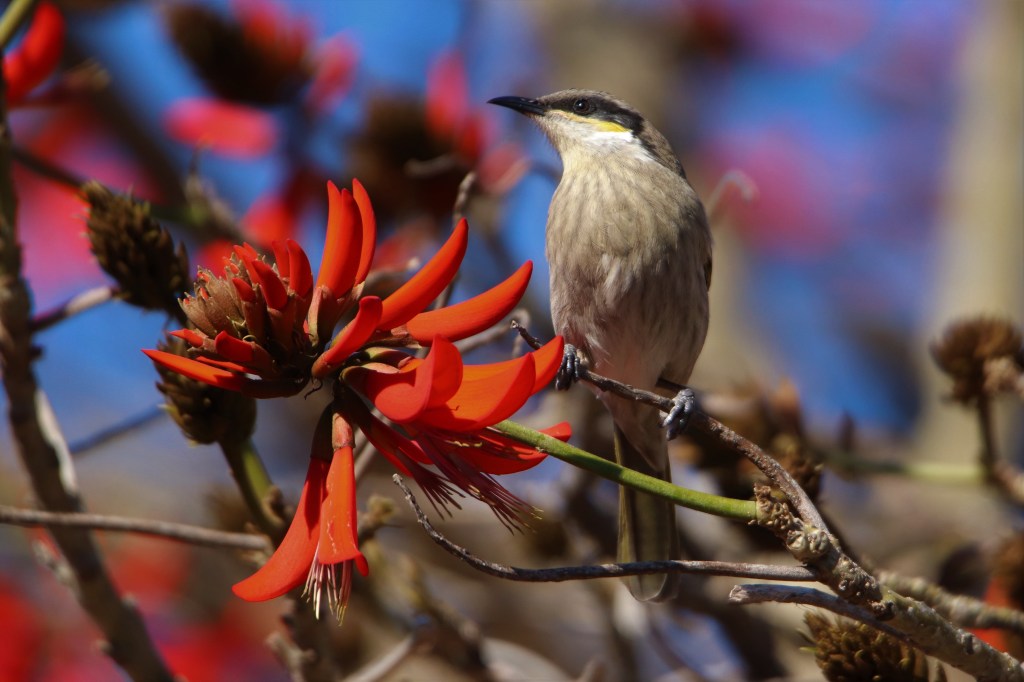 Perth Bandicoots at Lesmurdie Falls