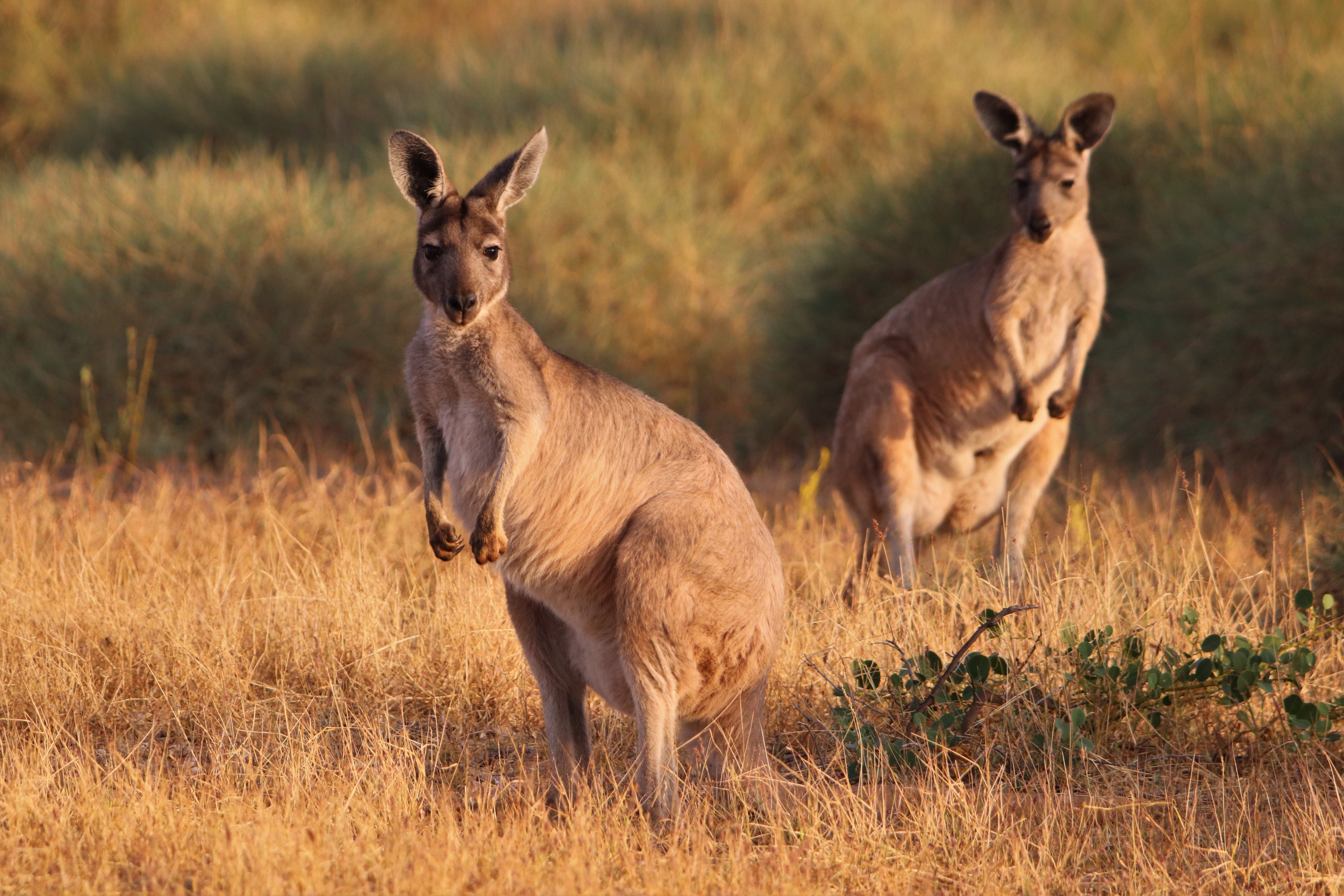 Where to see Mammals – Western Australia. – Quolling Around