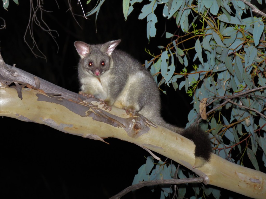 Tutanning Nature Reserve