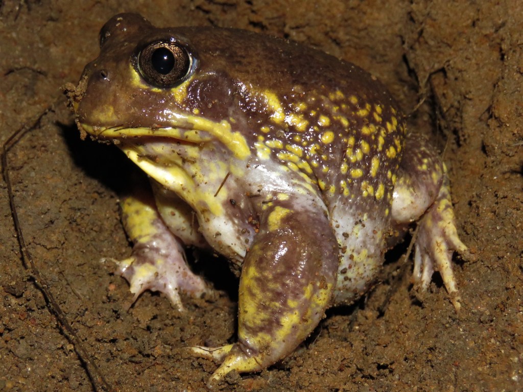 Tutanning Nature Reserve