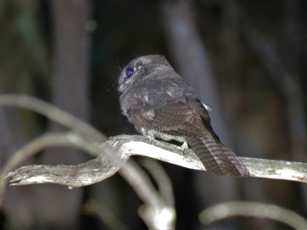 Tutanning Nature Reserve