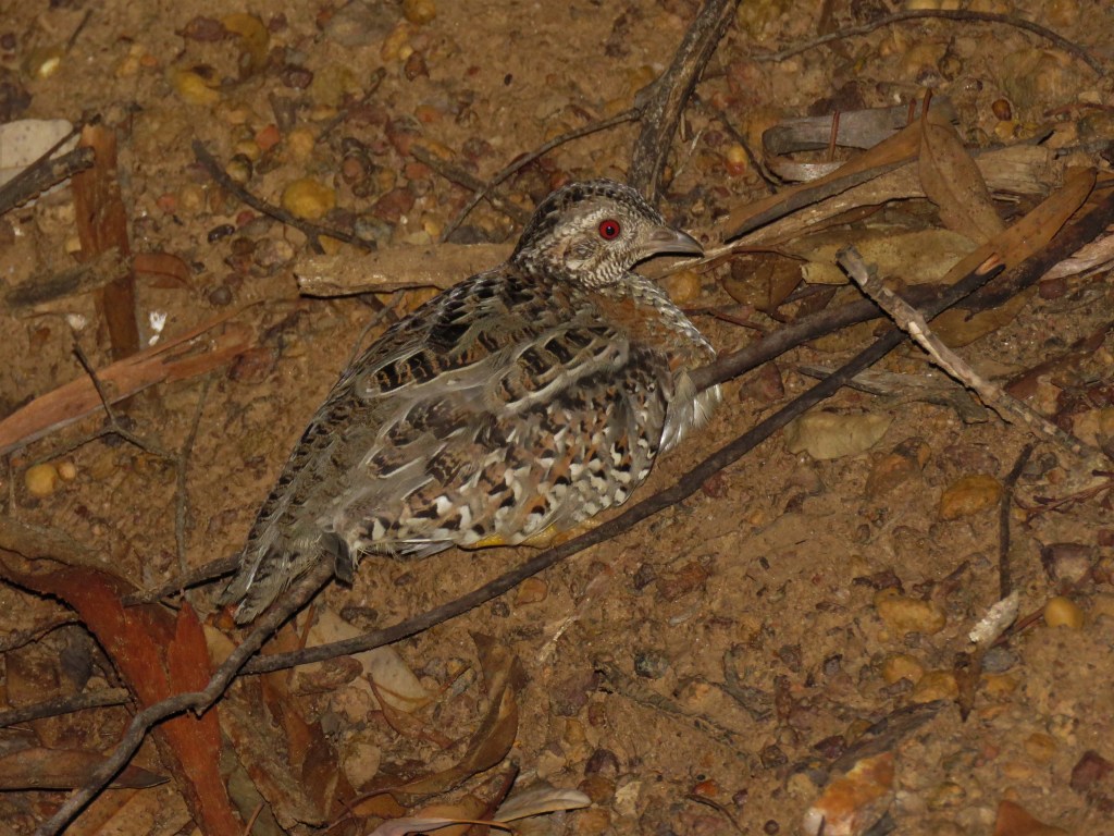 Tutanning Nature Reserve