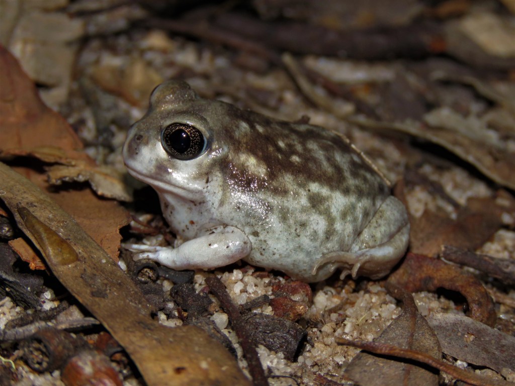 Tutanning Nature Reserve
